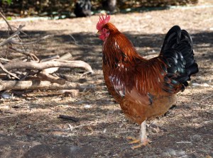 Courvoisier, the rooster