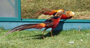 The battle - scene 1