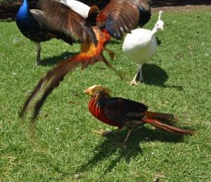 The battle - scene 10