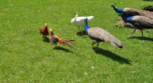 The battle - scene 13