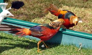 The battle - scene 2