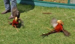 The battle - scene 4