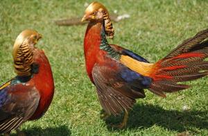 The battle - scene 7