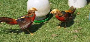 The battle - scene 9