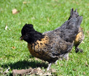 LIttle chook2