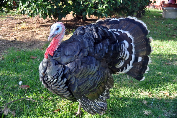 Turkey puffed up 2