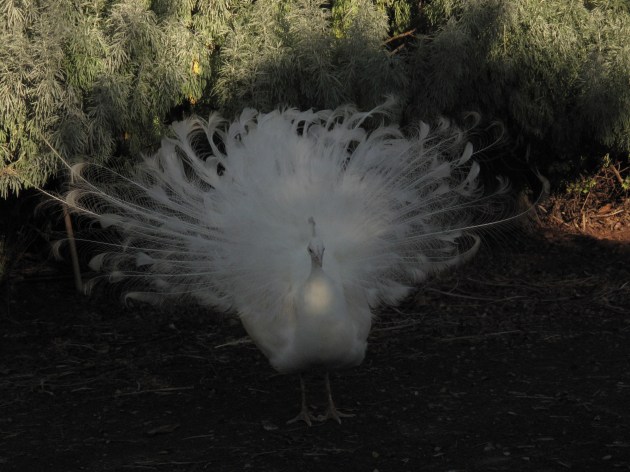 Prince: Julie, we never go over to the neighbours' place. It's just those stupid blue peas that do that.