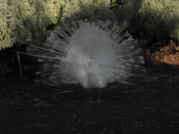 It's possible, of course, that Prince might be the father.