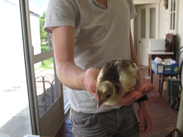 Gutsy9 - 2 weeks old today!