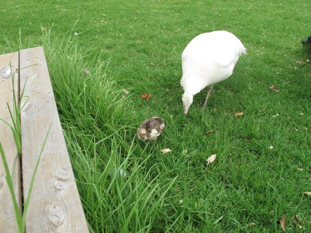 Could this be my real mum, Julie?