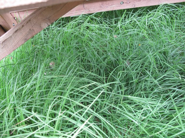 She said yes too but then she pecked me!