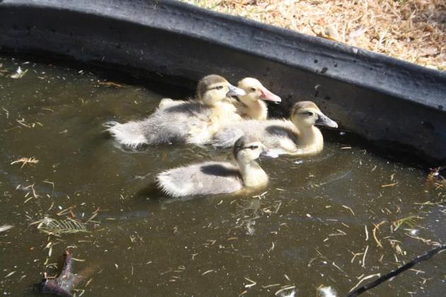 1623661_10151791711202242_717812300_n